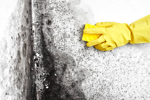 Best Residential Mold Removal  in Grandview Heights, OH