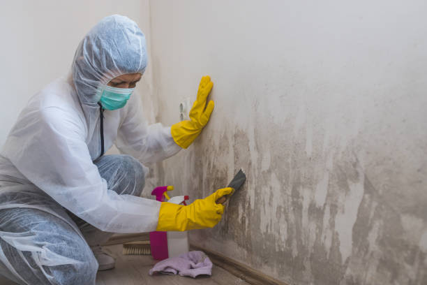 Best Attic Mold Removal  in Grandview Heights, OH