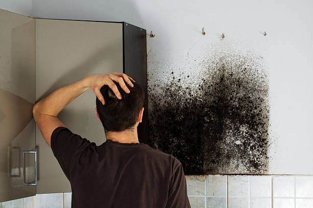 Best Black Mold Removal  in Grandview Heights, OH