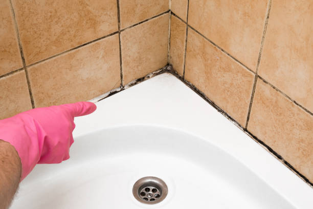 Best Affordable Mold Removal  in Grandview Heights, OH