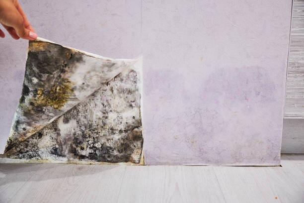 Mold Removal Process in Grandview Heights, OH